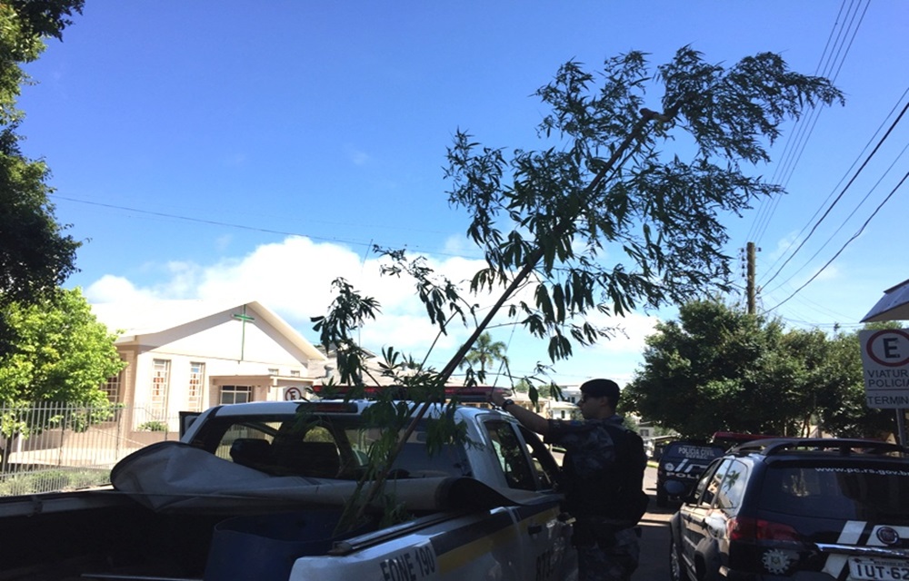 Ir para  <p>Policiais da Brigada Militar de Erechim encontraram na manh&atilde; desta Ter&ccedil;a-feira de Carnaval, um p&eacute; de maconha com mais de 2,5 m de altura e com muita semente, que certamente renderia o cultivo de muitos...
